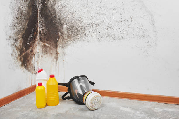 Best Emergency Mold Removal  in Daisetta, TX
