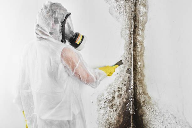 Best Fast Mold Removal  in Daisetta, TX