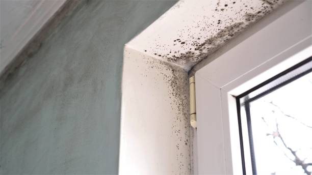 Best Mold Testing  in Daisetta, TX
