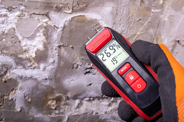 Best Mold Damage Repair  in Daisetta, TX