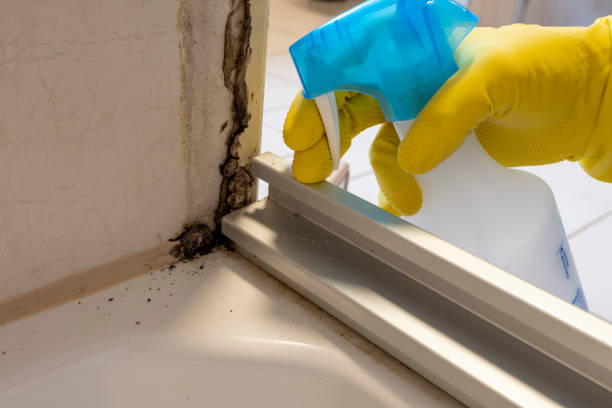 Mold Testing and Removal in Daisetta, TX