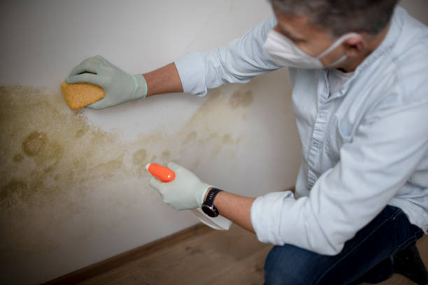 Best Mold Removal Company Near Me  in Daisetta, TX