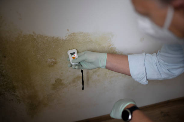 Best Residential Mold Removal  in Daisetta, TX