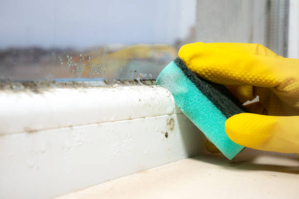 Best Mold Removal Near Me  in Daisetta, TX