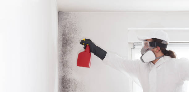 Mold Removal and Inspection in Daisetta, TX