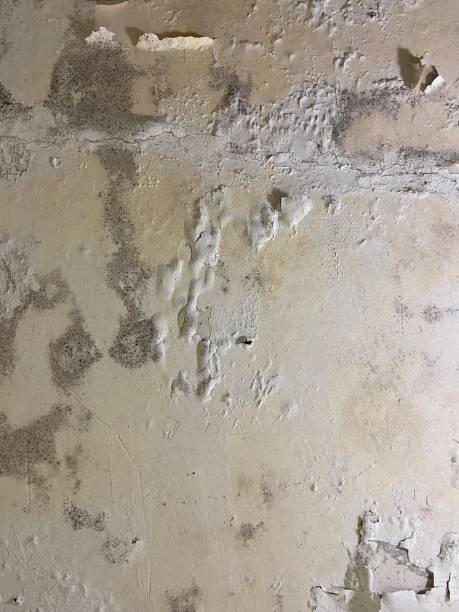Best Mold Testing  in Daisetta, TX