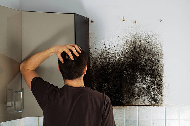 Best Mold Remediation Services  in Daisetta, TX