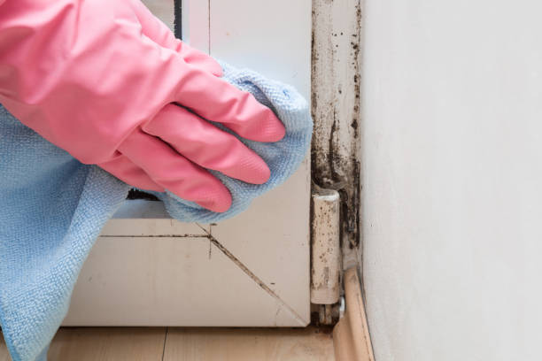 Best Attic Mold Removal  in Daisetta, TX